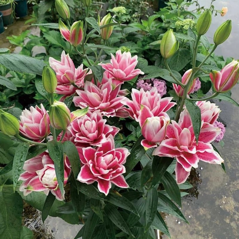 粉紅百合花叢