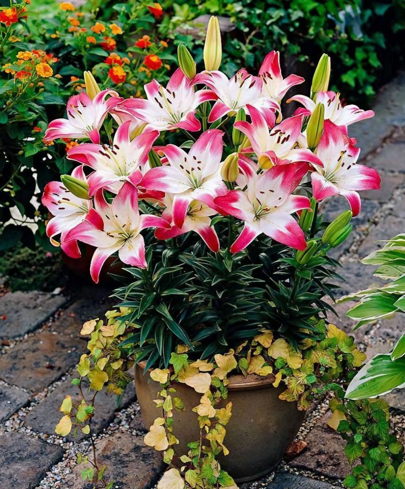 盆栽百合花景